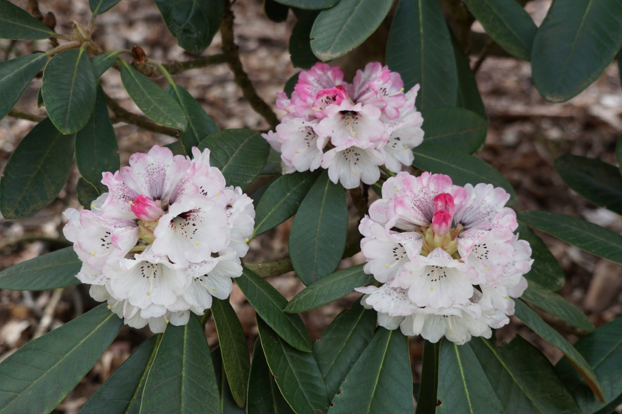 R. rex ssp. fictolacteum AGM